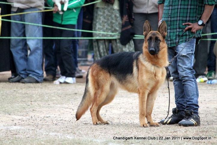 ex-287,gsd,sw-50,, AIL OF DADHWAL, German Shepherd Dog, DogSpot.in
