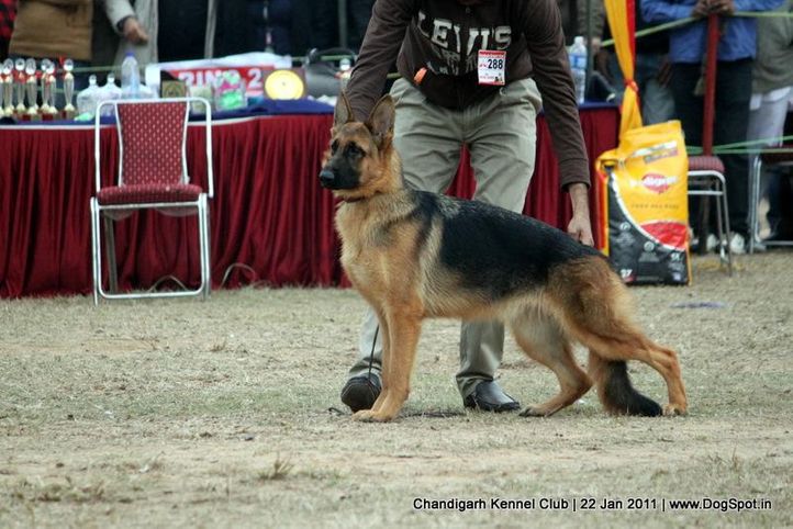 ex-288,gsd,sw-50,, LEA OF ZEDEX, German Shepherd Dog, DogSpot.in