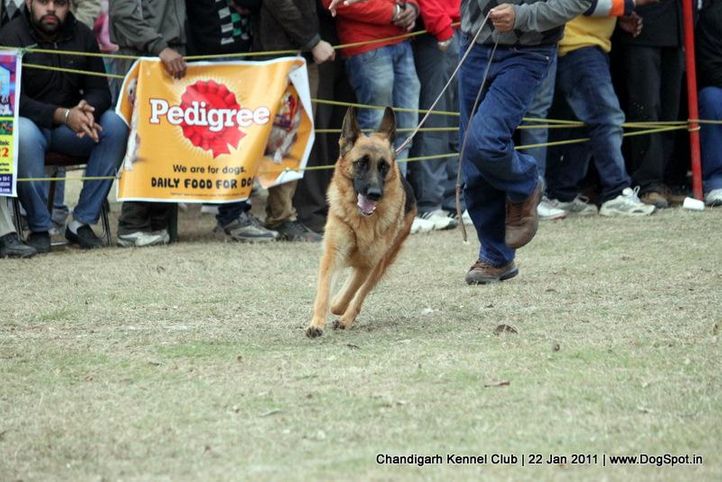 ex-294,gsd,sw-50,, XANA VOM TEAM FIEMERECK, German Shepherd Dog, DogSpot.in