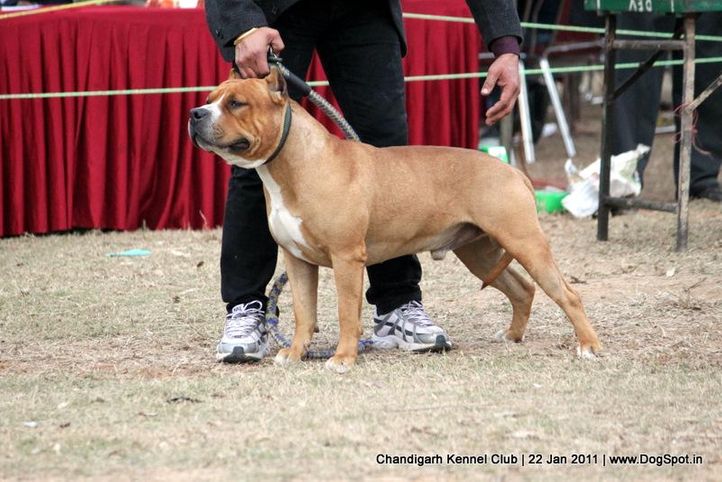 ex-47,sw-50,terrier,, BRUTUS, American Staffordshire Terrier, DogSpot.in