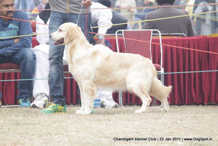 golden,sw-50,, Chandigarh 2012, DogSpot.in
