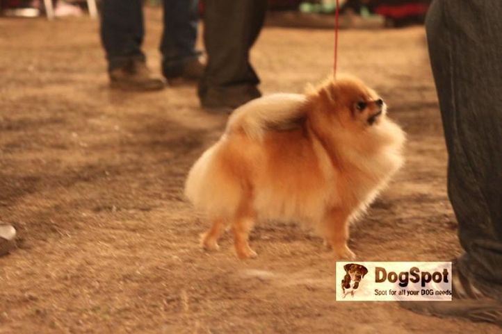 Pom,, Chandigarh Dog Show 2010, DogSpot.in