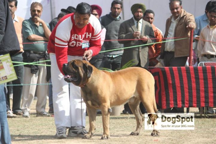 Mastiff,, Chandigarh Dog Show 2010, DogSpot.in