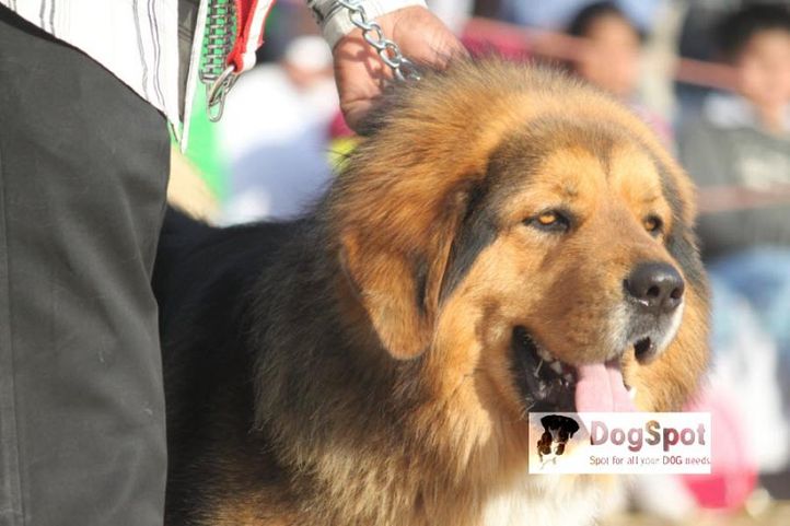 Mastiff,, Chandigarh Dog Show 2010, DogSpot.in