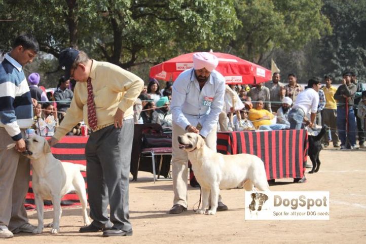 Labrador,, Chandigarh Dog Show 2010, DogSpot.in