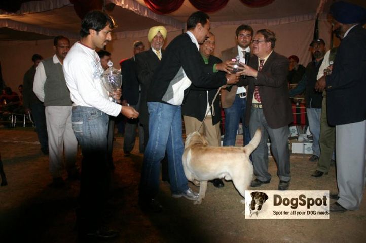 Labrador,Lineup,, Chandigarh Dog Show 2010, DogSpot.in