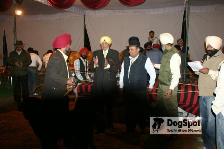 Lineup,Mastiff,, Chandigarh Dog Show 2010, DogSpot.in