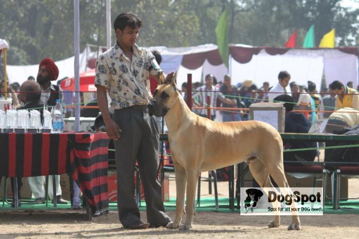 Great Dane,, Chandigarh Dog Show 2010, DogSpot.in
