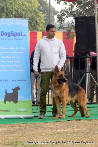 german shepherd,sw-75,, Chandigarh Dog Show 2013, DogSpot.in