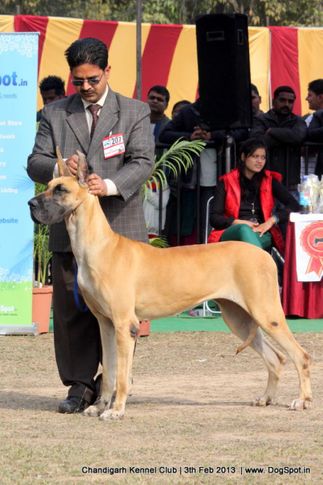 ex-207,great dane,sw-75,, RAODANES GOES WITH THE WIND, Great Dane, DogSpot.in