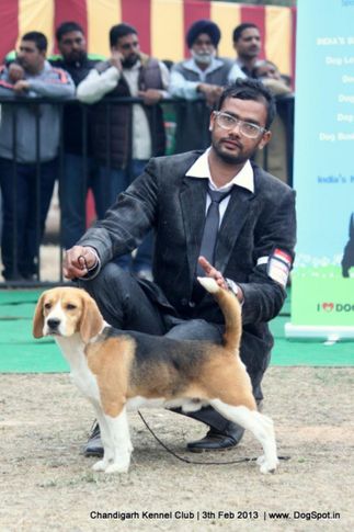 beagle,sw-75,, Chandigarh Dog Show 2013, DogSpot.in