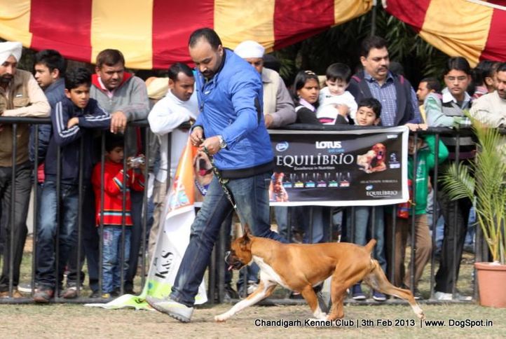boxer,sw-75,, Chandigarh Dog Show 2013, DogSpot.in