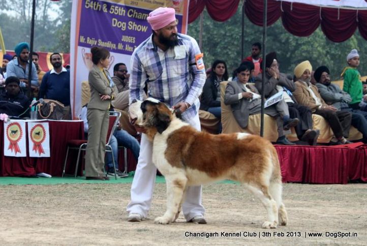 stbernard,sw-75,, Chandigarh Dog Show 2013, DogSpot.in