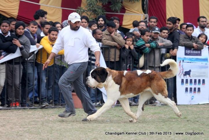 ,stbernard,sw-75,, Chandigarh Dog Show 2013, DogSpot.in