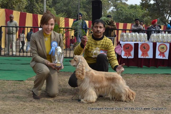 cocker spaniel,sw-75,, Chandigarh Dog Show 2013, DogSpot.in