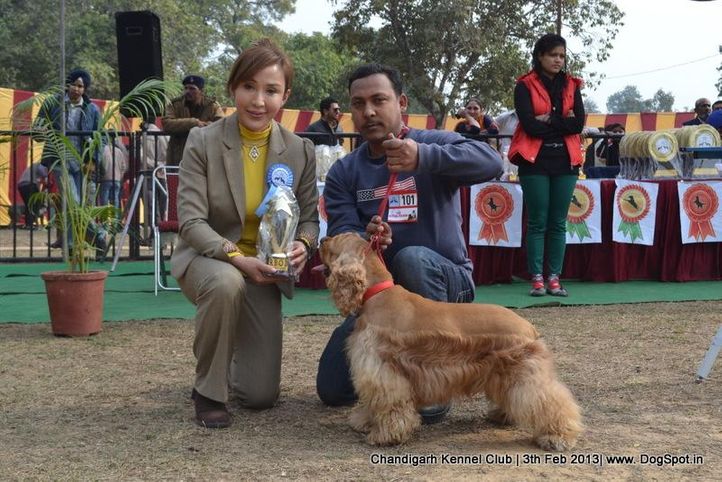 cocker spaniel,sw-75,, Chandigarh Dog Show 2013, DogSpot.in