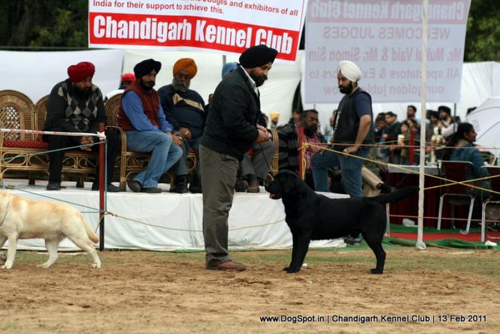 sw-35, labrador,, Chandigarh Kennel Club 2011, DogSpot.in