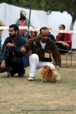 sw-35, ex-3,pomeranian,, Chandigarh Kennel Club 2011, DogSpot.in