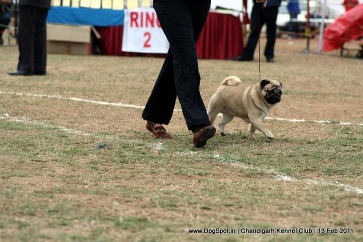 sw-35, pug,, Chandigarh Kennel Club 2011, DogSpot.in