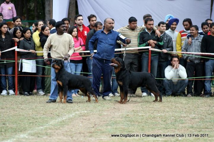 sw-35, ex-243,rottweiler,, CH Grewal`s Security, Rottweiler, DogSpot.in