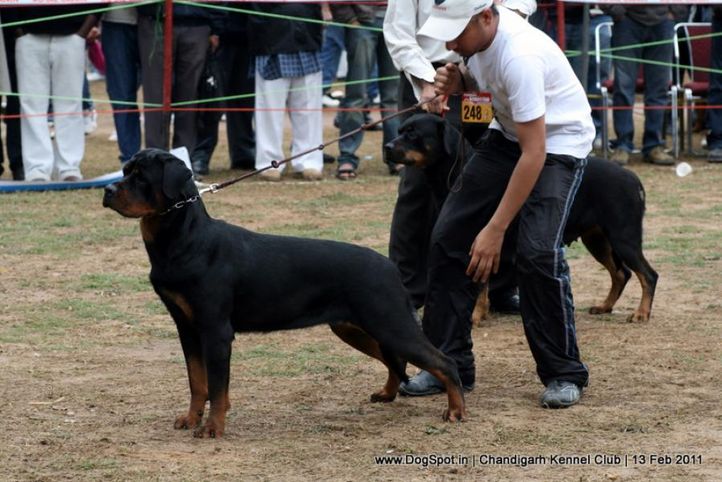 sw-35, ex-248,rottweiler,, Chandigarh Kennel Club 2011, DogSpot.in