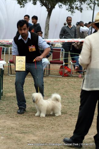 sw-35, ex-43,lhasa,, Chandigarh Kennel Club 2011, DogSpot.in
