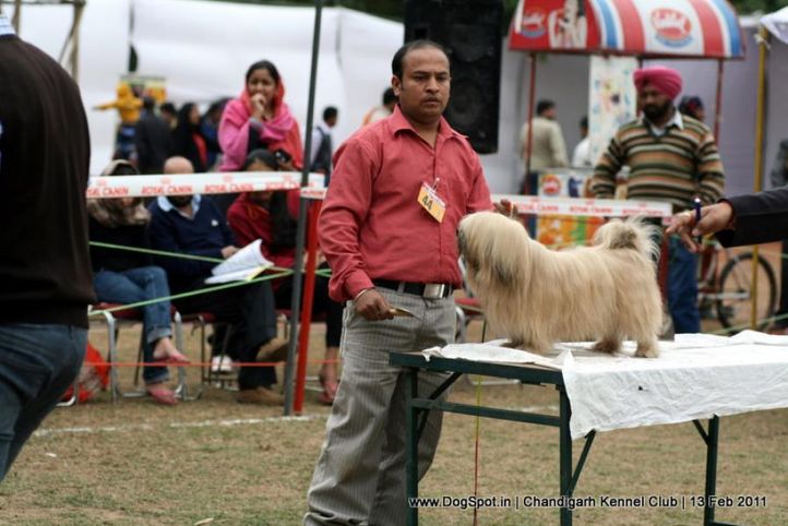 sw-35, ex-44,lhasa,, CH. SIMBA, Lhasa Apso, DogSpot.in