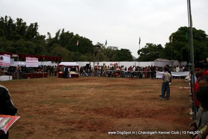 sw-35, ground,, Chandigarh Kennel Club 2011, DogSpot.in