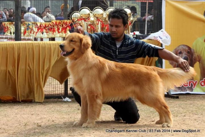 golden retriever,sw-110,, Chandigarh Kennel Club, DogSpot.in