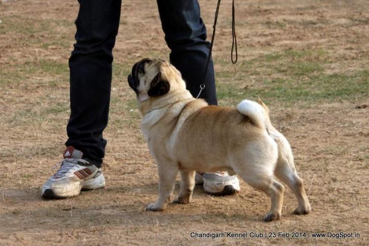 pug,sw-110,, Chandigarh Kennel Club, DogSpot.in