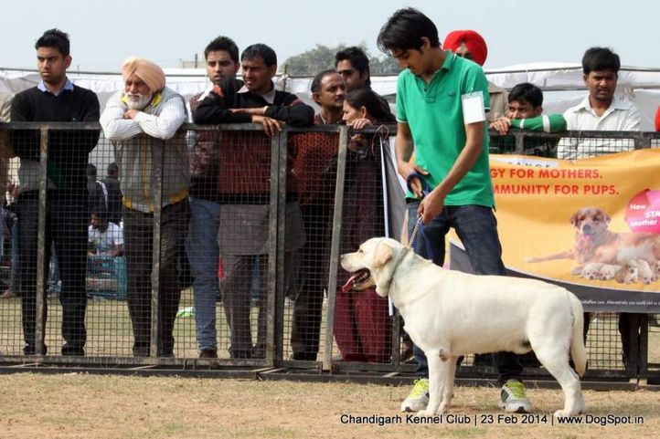 lab,labrador retriever,sw-110,, Chandigarh Kennel Club, DogSpot.in