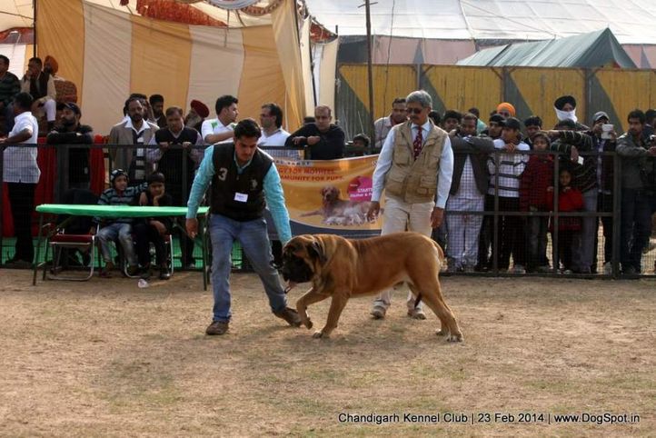 english mastiff,sw-110,, Chandigarh Kennel Club, DogSpot.in