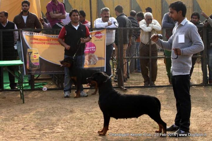 rottweiler,sw-110,, Chandigarh Kennel Club, DogSpot.in