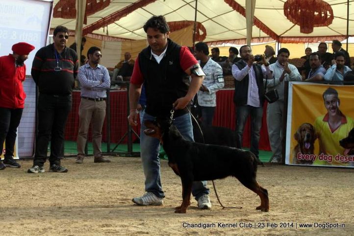 rottweiler,sw-110,, Chandigarh Kennel Club, DogSpot.in