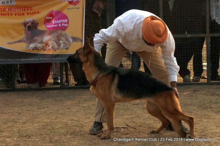 gsd,sw-110,, Chandigarh Kennel Club, DogSpot.in