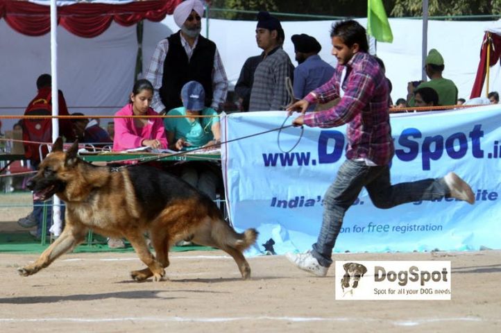 GSD,, Chandigarh Show, DogSpot.in