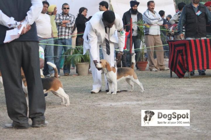 Beagle,, Chandigarh, DogSpot.in