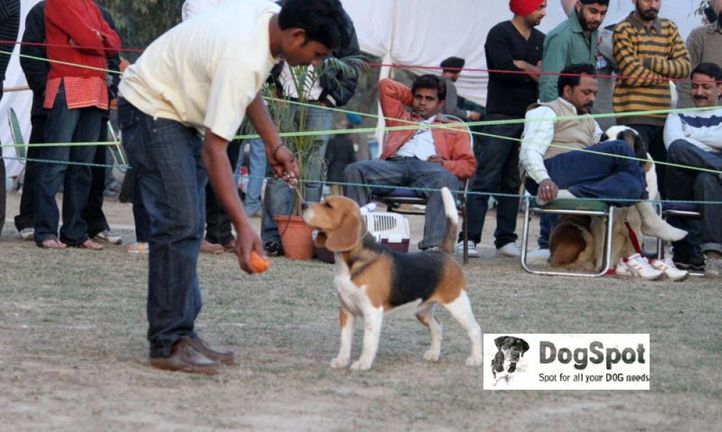 Beagle,, Chandigarh, DogSpot.in