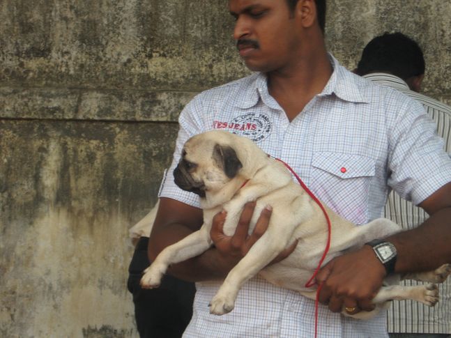 , Chennai Dog Show (2009), DogSpot.in