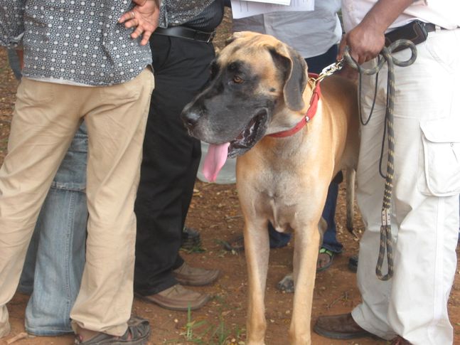 , Chennai Dog Show (2009), DogSpot.in