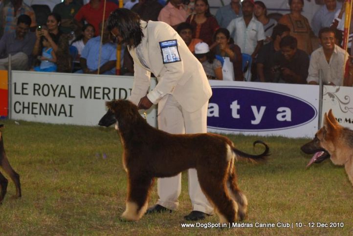 chennai dog shows, Chennai Dog Shows, DogSpot.in