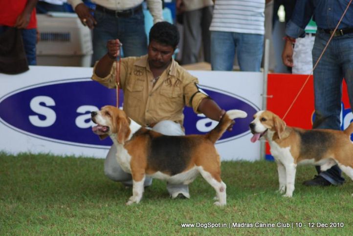 beagle,, Chennai Dog Shows, DogSpot.in