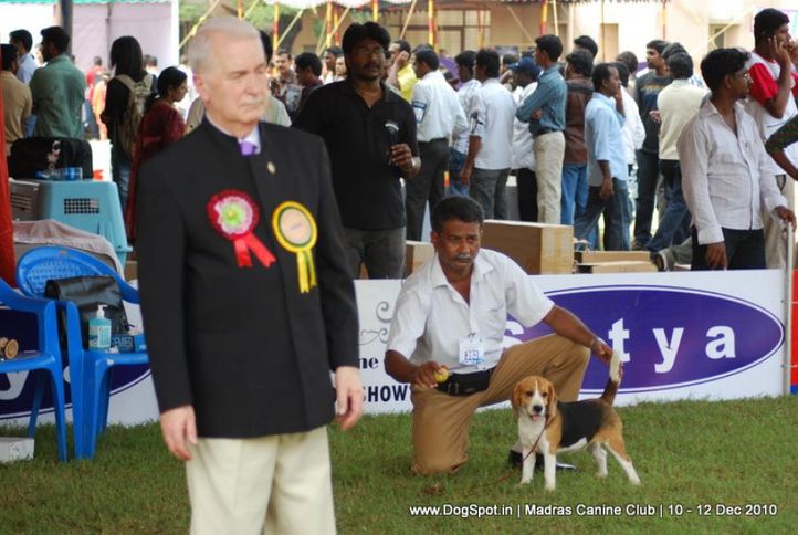 beagle,, Chennai Dog Shows, DogSpot.in