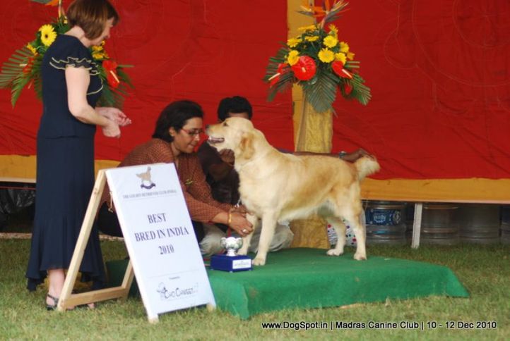 golden,golden lineup,, Chennai Dog Shows, DogSpot.in