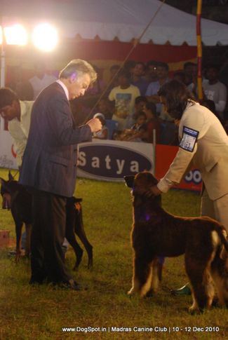chennai dog shows, Chennai Dog Shows, DogSpot.in