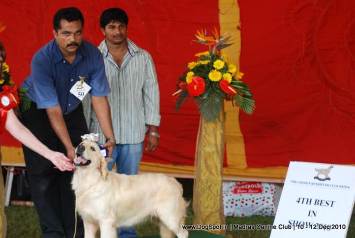 golden,golden lineup,, Chennai Dog Shows, DogSpot.in