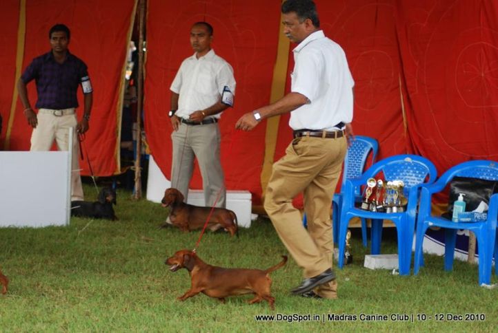 dachshund,, Chennai Dog Shows, DogSpot.in