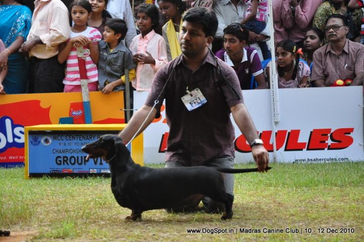 dachshund,, Chennai Dog Shows, DogSpot.in