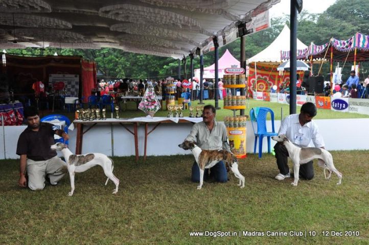 whippet,, Chennai Dog Shows, DogSpot.in