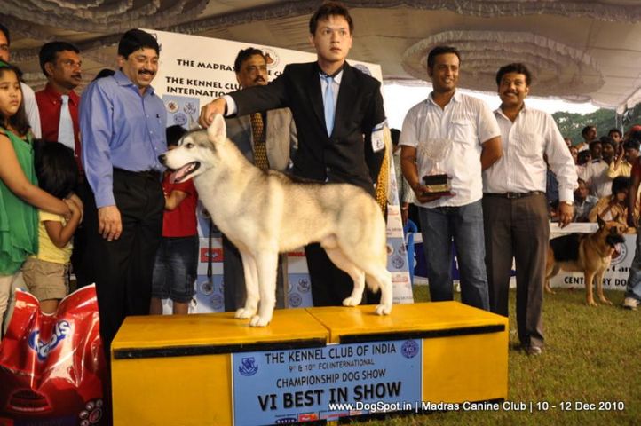 lineup,, Chennai Dog Shows, DogSpot.in